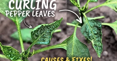 Pepper Leaves Curling Disease! (Causes & Fixes)
