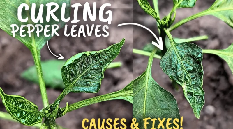 Pepper Leaves Curling Disease! (Causes & Fixes)