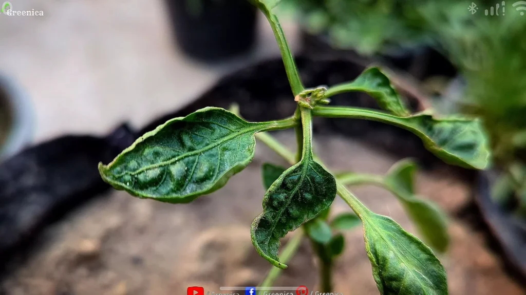 Pepper Leaves Curling