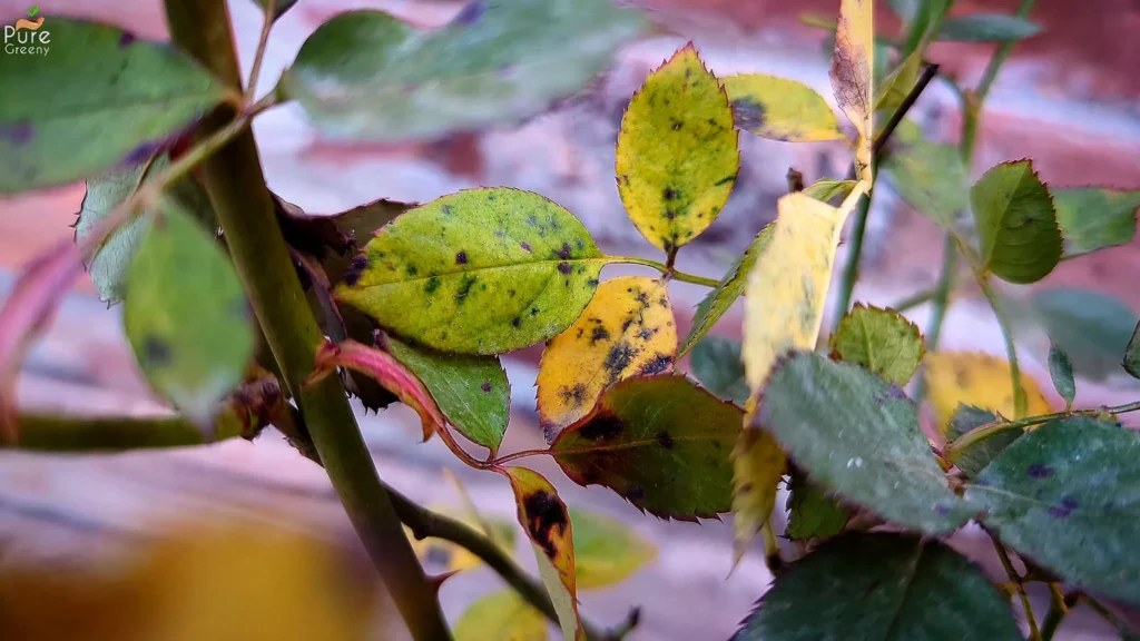 Yellowing Leaves On Rose Plant