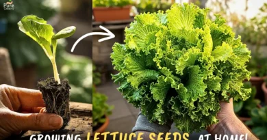 How to Grow Lettuce At Home From Seeds? (STEP BY STEP)
