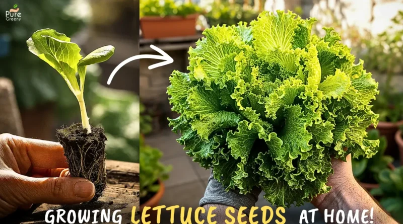 How to Grow Lettuce At Home From Seeds? (STEP BY STEP)