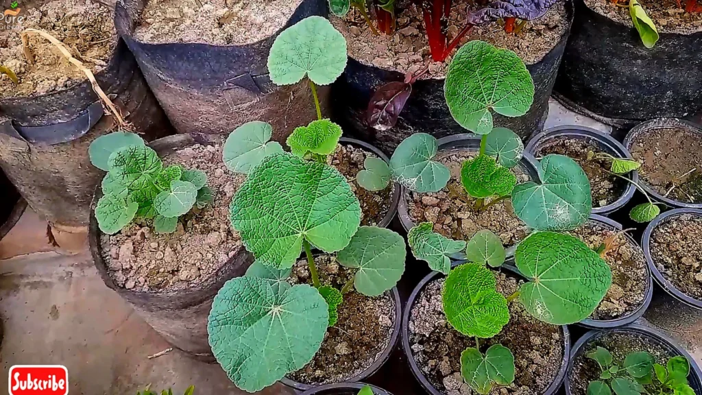 Growing Hollyhock Plants