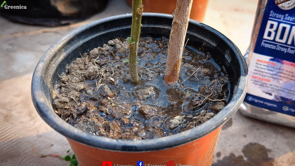 Overwatered Soil Media