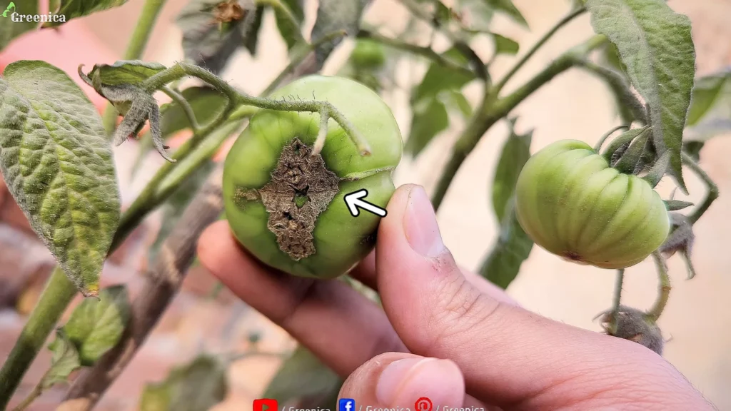 Rotting Bottoms of Tomatoes