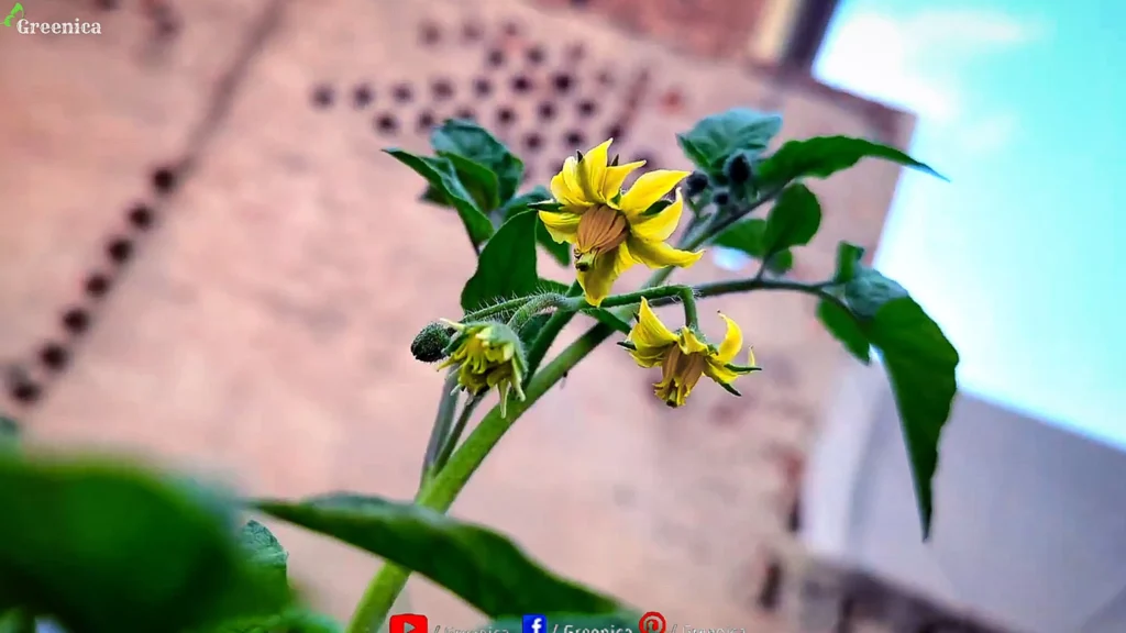 Tomato Plants Flowers