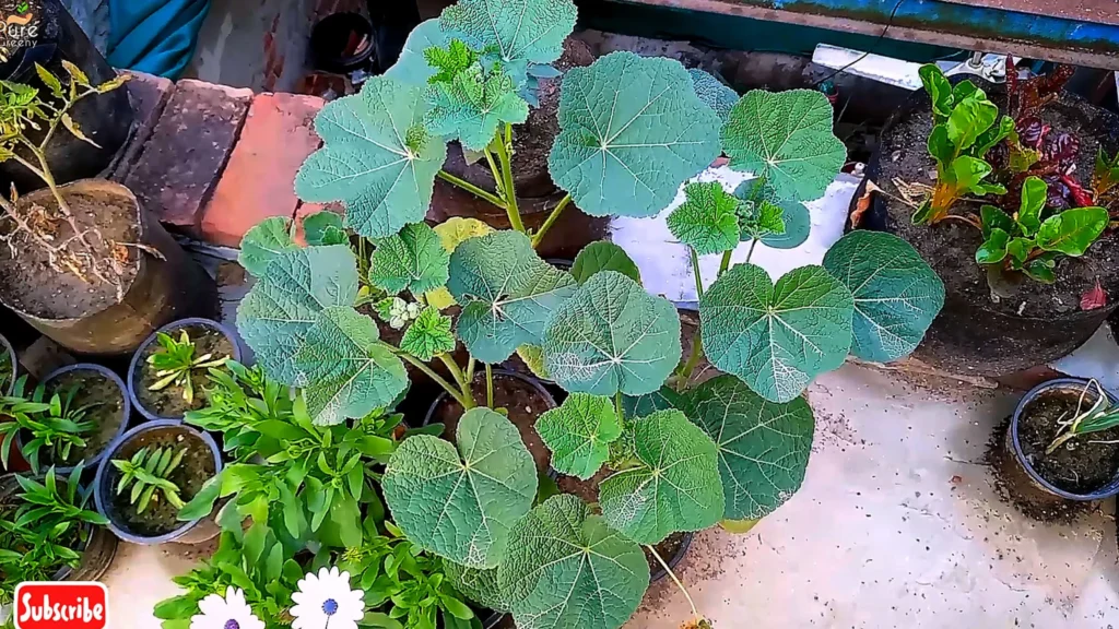 Growing Hollyhock Plants