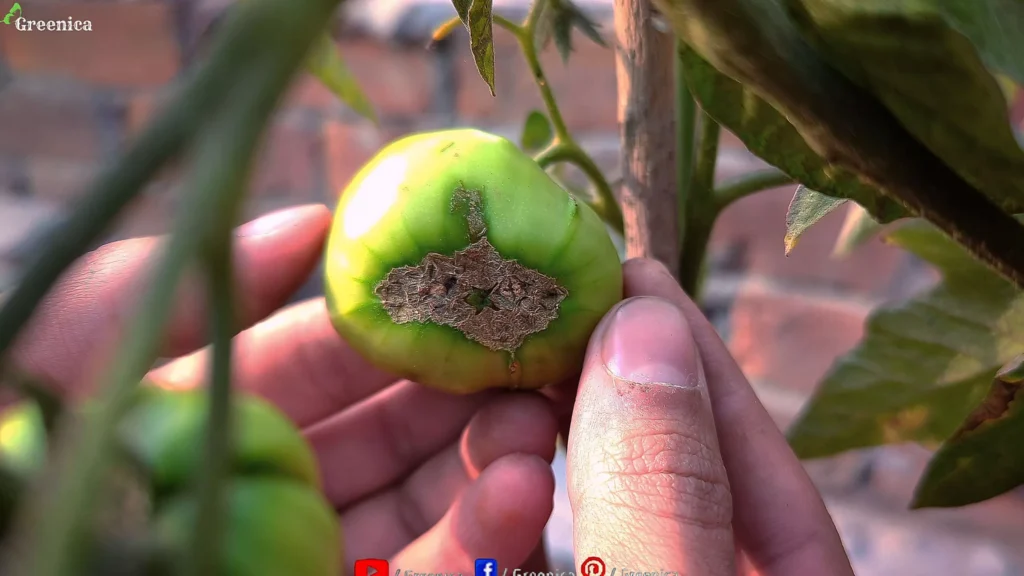 Bottom End Rot Tomatoes