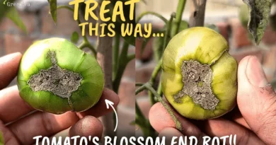 Tomato Plants Blossom End Rot Treatment!