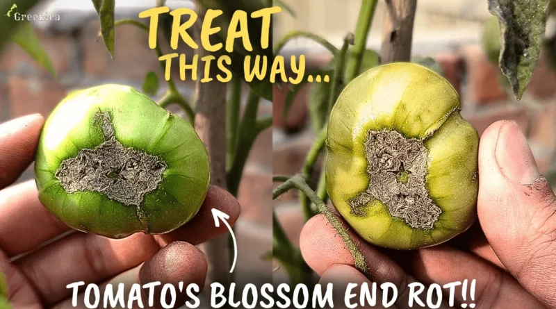 Tomato Plants Blossom End Rot Treatment!