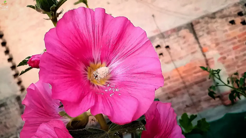 Hollyhock Plant Flower