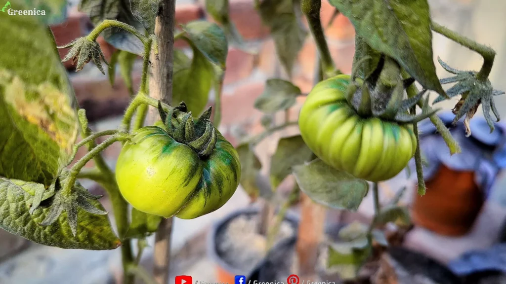 Tomato Plants Fruiting