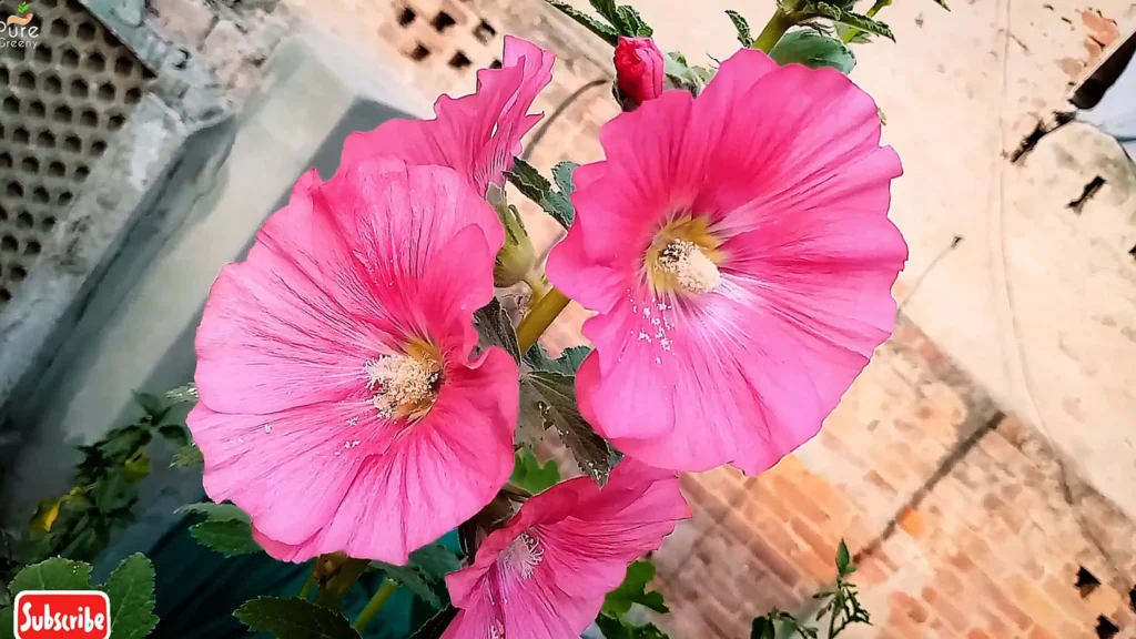 Hollyhock Flowers