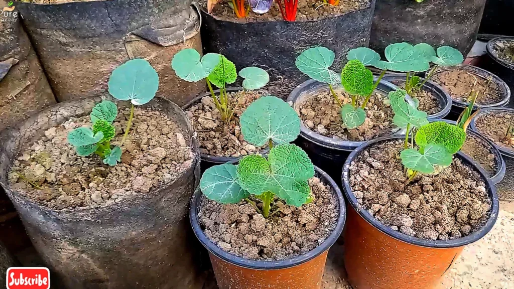 Growing Hollyhock Plants