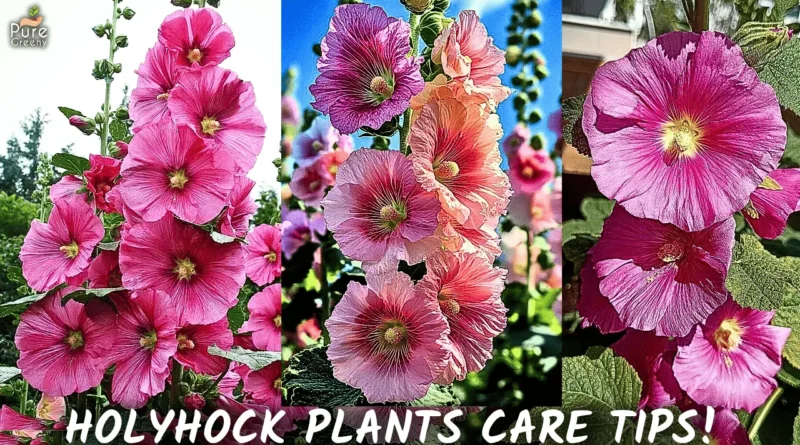 SECRETS To Grow a lot of Hollyhock Plant Flowers in Pots!