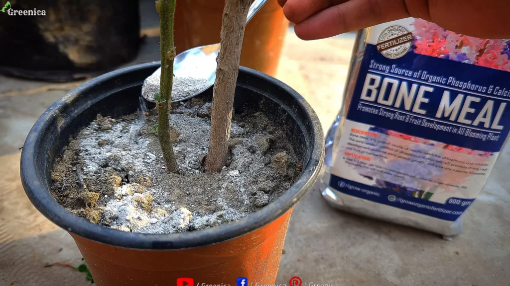 Adding Bone Meal To Tomatoes Soil