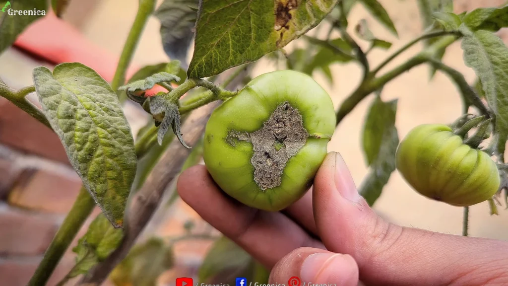 Blossom End Rot Tomatoes