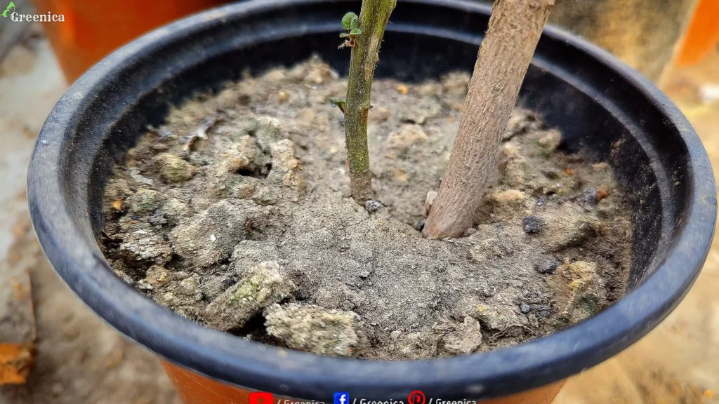 Hardy & Salty Looking Soil