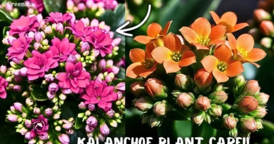 Kalanchoe Flower Plant Care Tips! (Secret Ones)