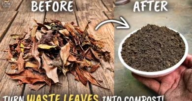 STEP BY STEP: How to Make Leaf Compost at Home? (Fast & Easy)