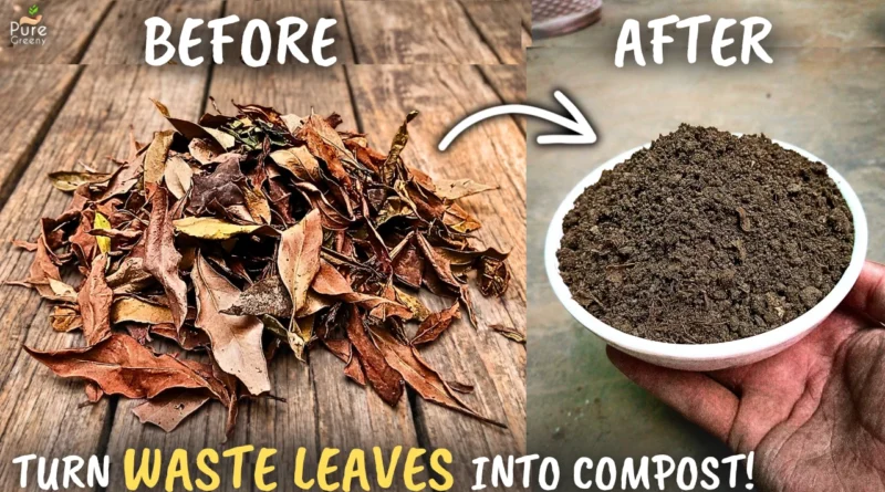 STEP BY STEP: How to Make Leaf Compost at Home? (Fast & Easy)