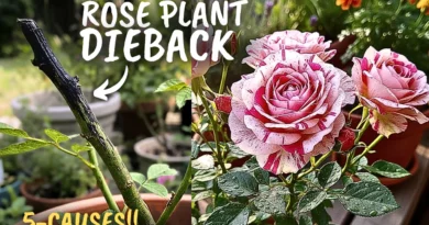 5 Causes of Dieback Disease On Rose Plants & Their Complete Solutions!