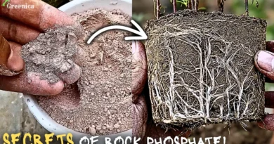 Magical Benefits of Rock Phosphate For Plants! (& Proper Use)