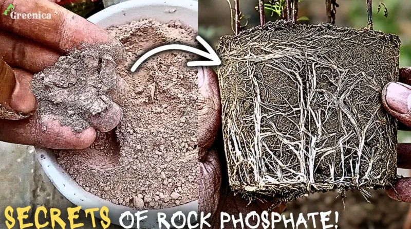 Magical Benefits of Rock Phosphate For Plants! (& Proper Use)