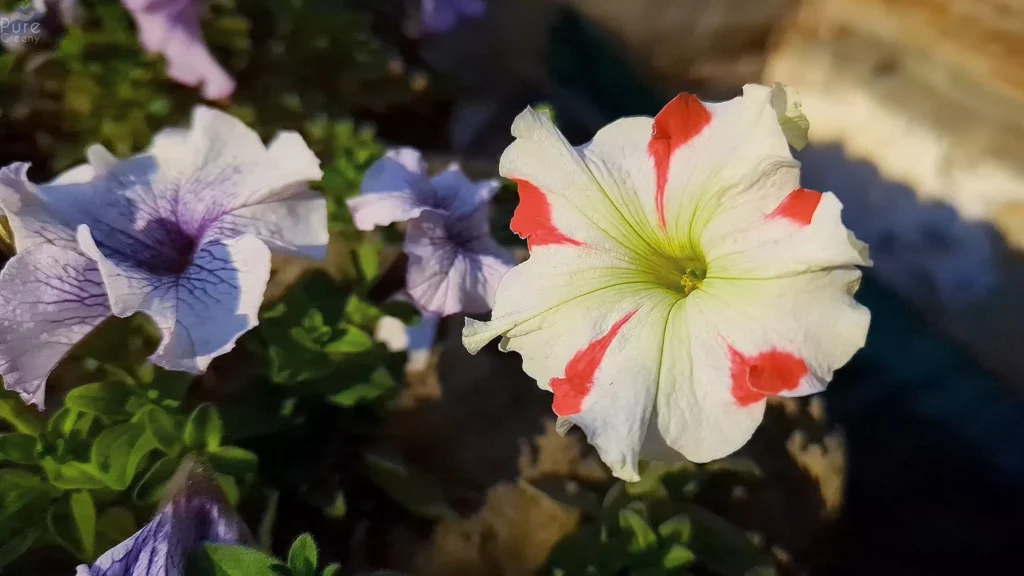 Petunia Flower plant