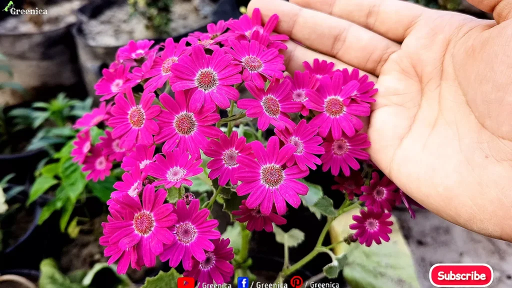 Cineraria Flowers