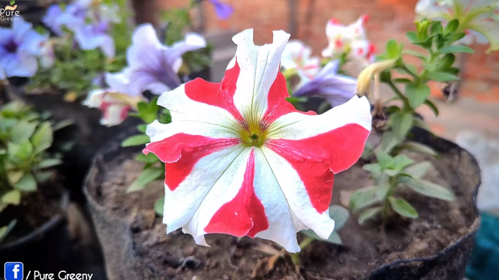 Petunia Flower