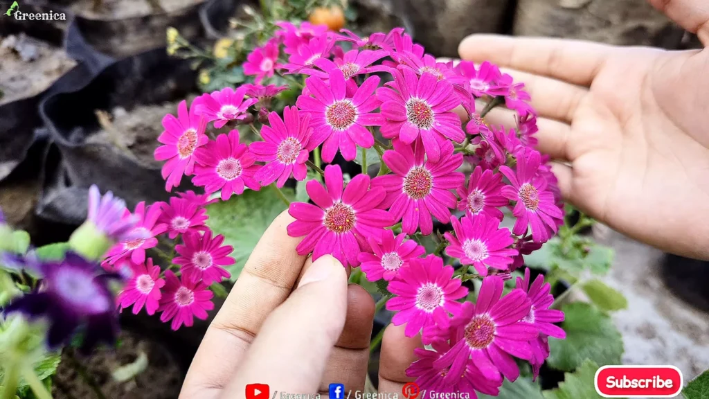 Cineraria Plant Flowers
