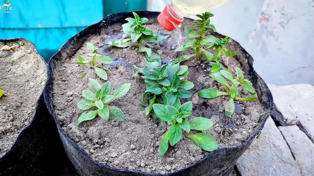 Growing Petunia Seedlings
