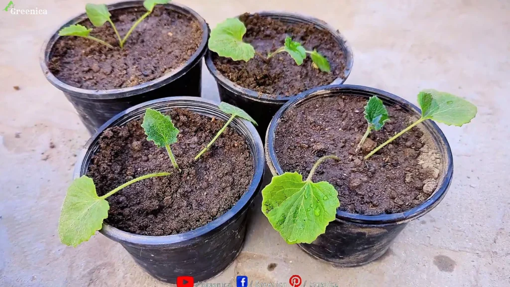 Growing Cineraria Plants