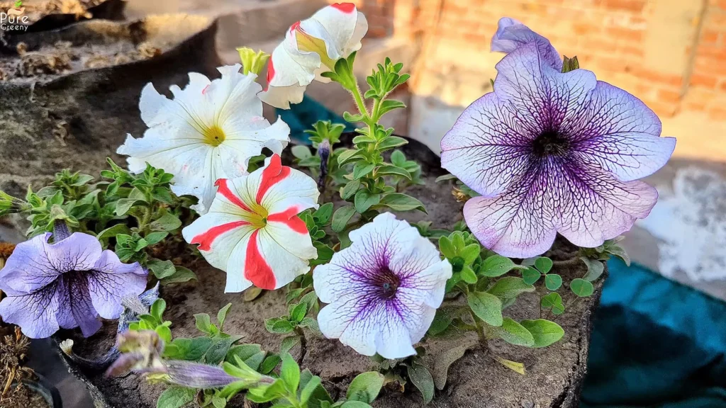 Petunia Flowers