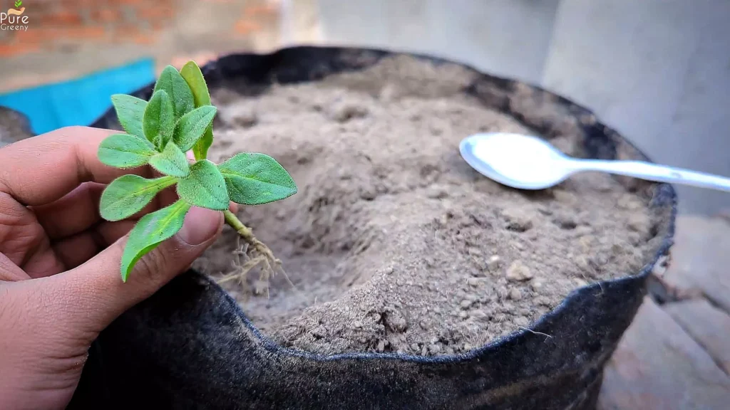 Growing Petunia Seedlings