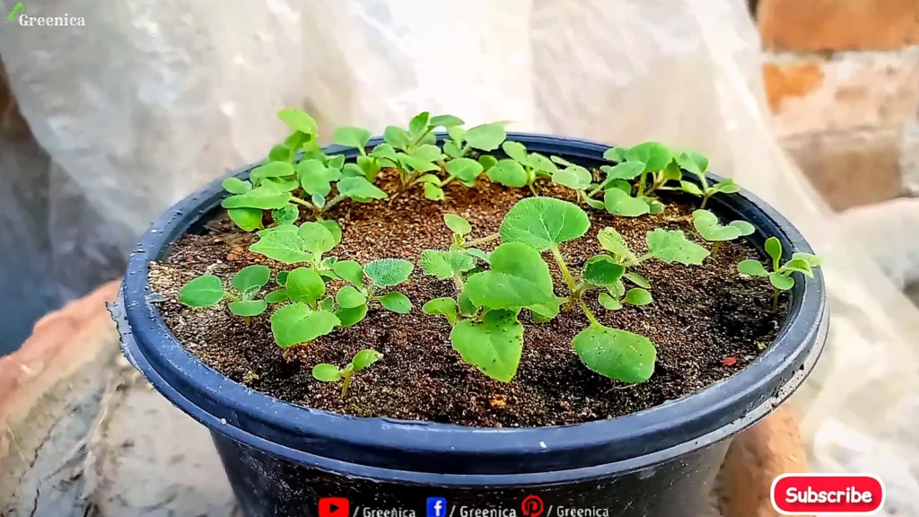 Cineraria Seedlings