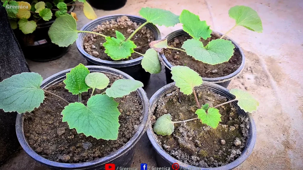 Growing Cineraria Plants