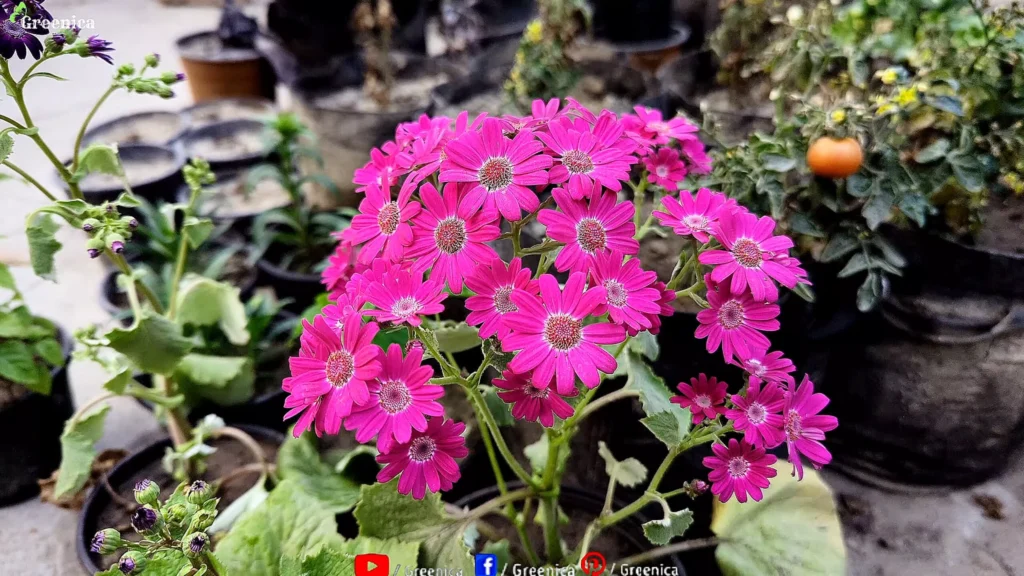 Cineraria Plant Flowers
