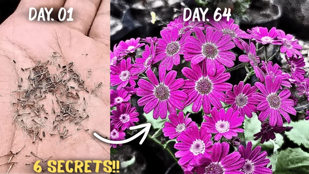 How to Grow 2x Flowers on Cineraria Plants? (5-CARE TIPS)