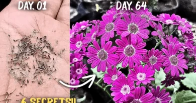 How to Grow 2x Flowers on Cineraria Plants? (5-CARE TIPS)