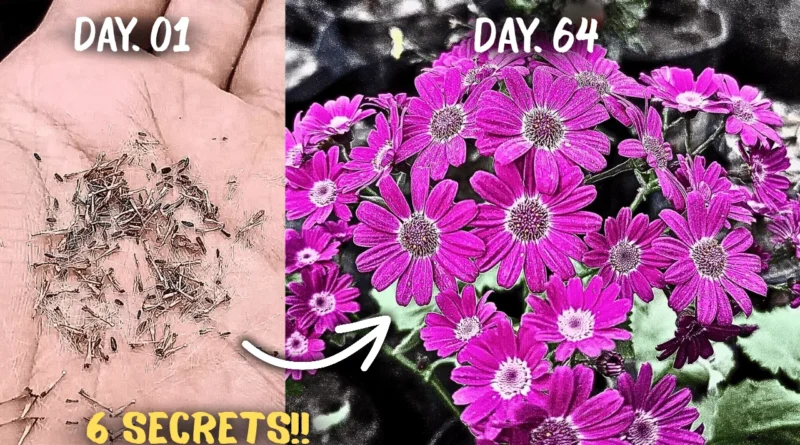 How to Grow 2x Flowers on Cineraria Plants? (5-CARE TIPS)
