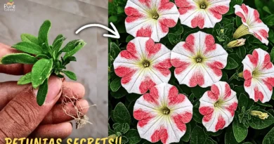 Petunia Plant Secret Care Tips! (2x Flowers)