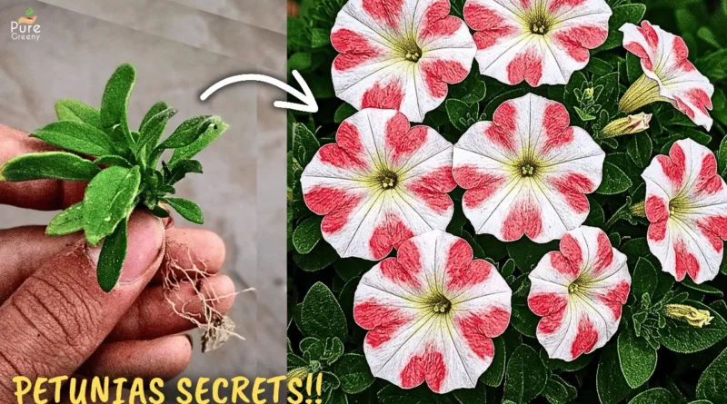 Petunia Plant Secret Care Tips! (2x Flowers)