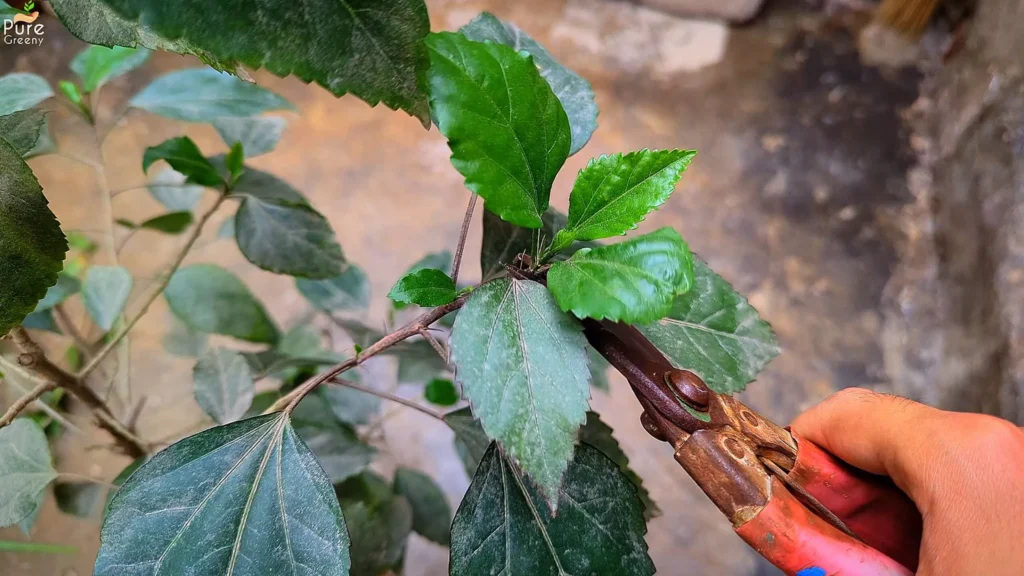 Pruning Hibiscus Plant
