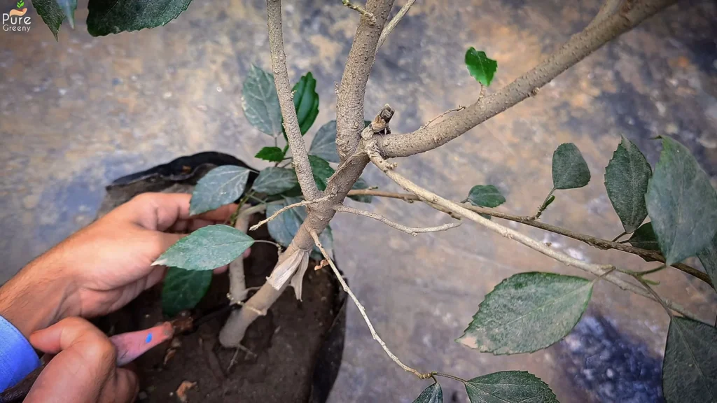 Hibiscus Plant Pruning
