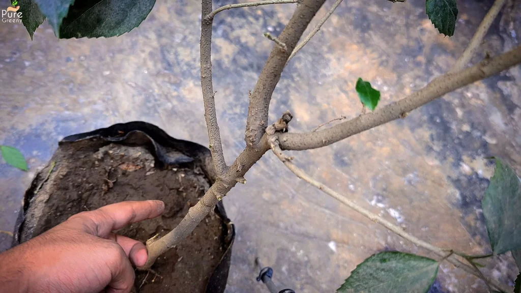 After Hibiscus Plant Pruning