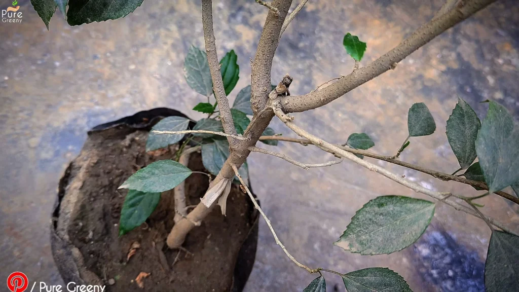 Multiple Side branches On Hibiscus Plant