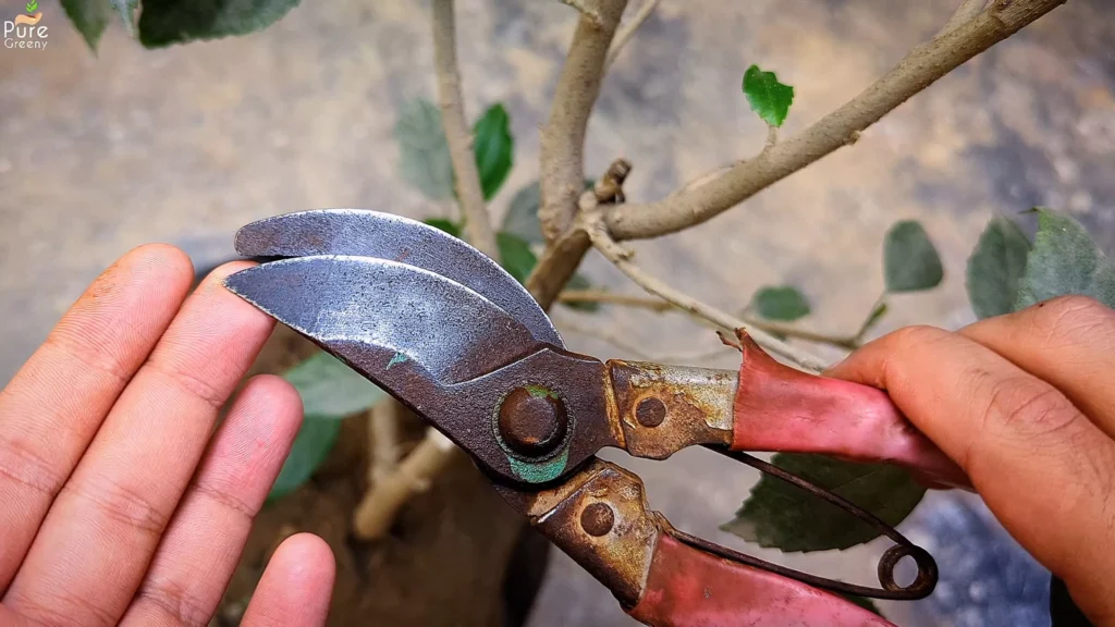 Old Pruner & Cutter