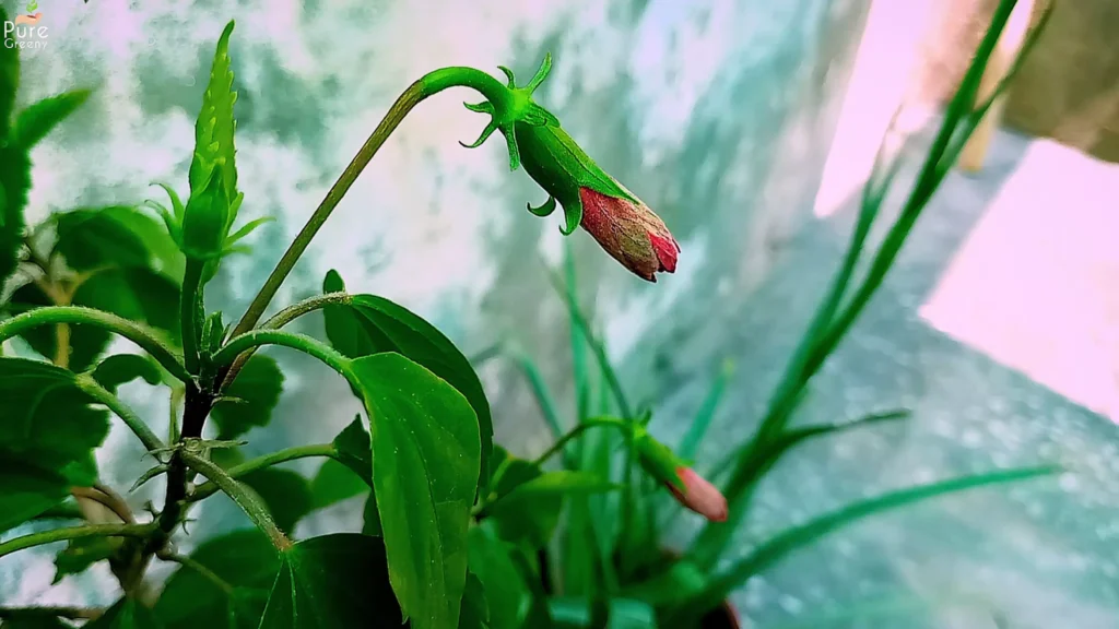 Hibiscus Plant Buds